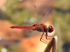 Urothemis aliena