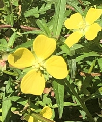 Ludwigia