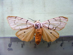 Spilosoma curvilinea