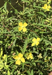 Ludwigia