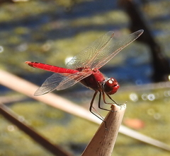 Urothemis aliena
