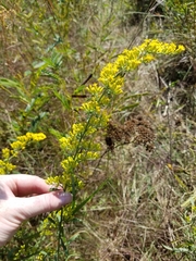Solidago nemoralis decemflora