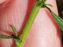 Solidago nemoralis decemflora