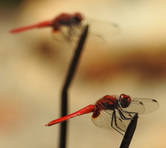 Aethriamanta circumsignata