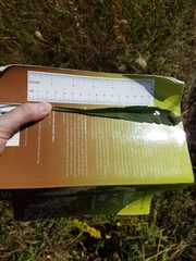 Solidago nemoralis decemflora