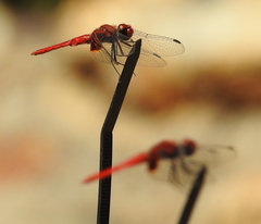 Aethriamanta circumsignata