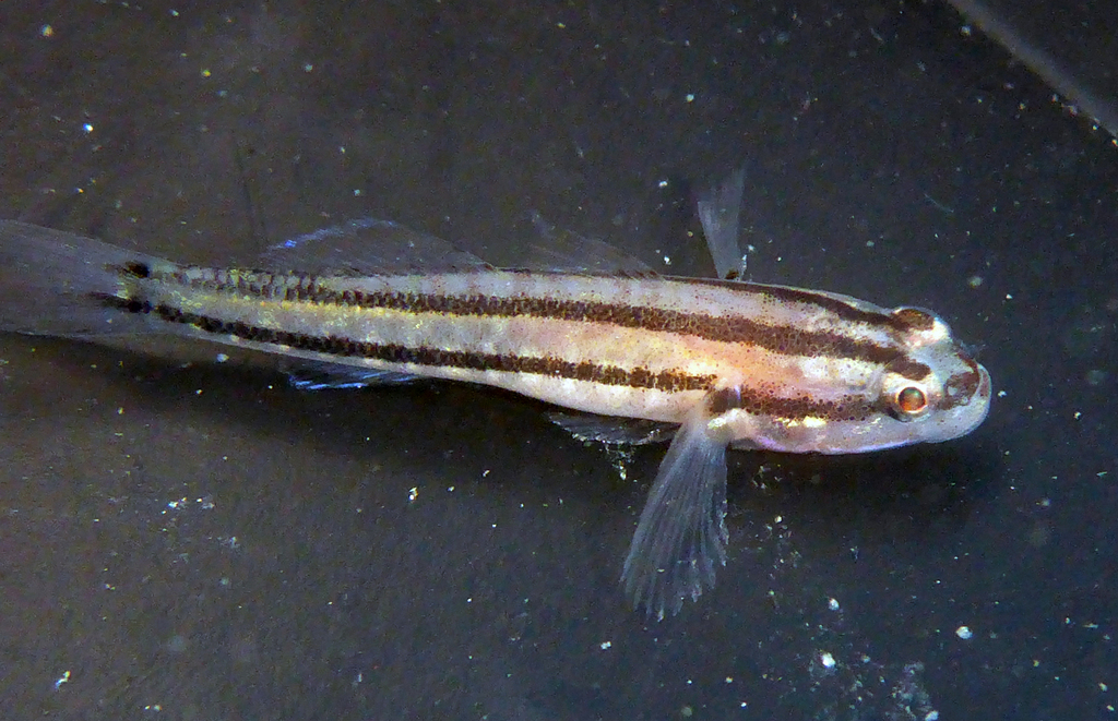 Kameleon-grondel (Tridentiger trigonocephalus) — Gobiidae