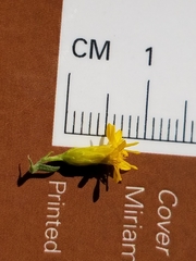 Solidago nemoralis decemflora