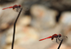 Aethriamanta circumsignata