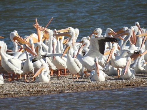 American White Pelican photographed in New Mexico