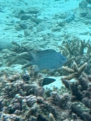 Acanthochromis polyacanthus