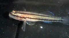 Tridentiger trigonocephalus