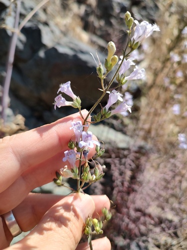 Riggins Penstemon (Penstemon triphyllus)