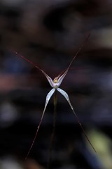 Caladenia microchila