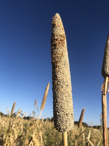 Pearl millet