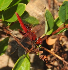 Aethriamanta circumsignata