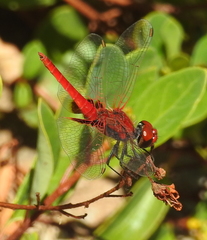 Aethriamanta circumsignata