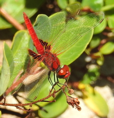 Aethriamanta circumsignata