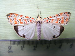 Utetheisa lotrix