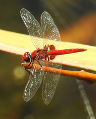 Aethriamanta circumsignata