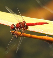 Aethriamanta circumsignata