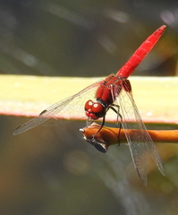 Aethriamanta circumsignata