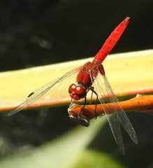 Aethriamanta circumsignata