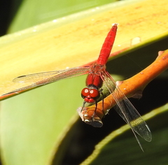 Aethriamanta circumsignata