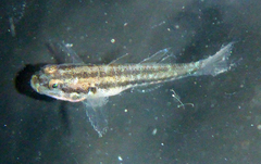 Tridentiger trigonocephalus
