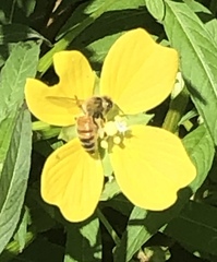 Apis mellifera