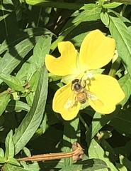 Apis mellifera