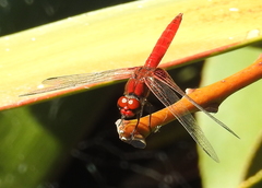 Aethriamanta circumsignata