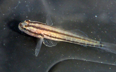 Tridentiger trigonocephalus