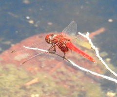 Aethriamanta circumsignata