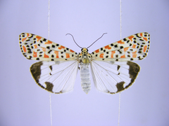 Utetheisa lotrix