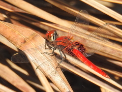 Aethriamanta circumsignata