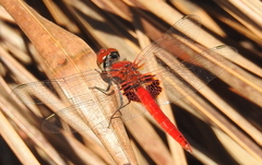 Aethriamanta circumsignata