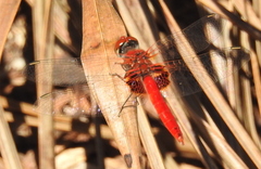 Aethriamanta circumsignata