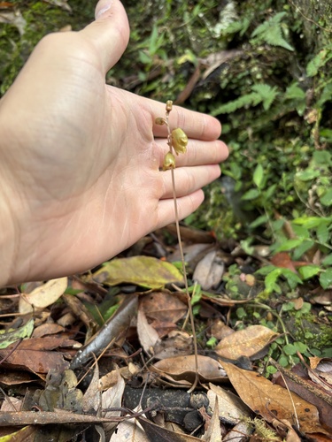 Gastrodia gracilis iNat (3)