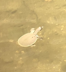 Apalone spinifera
