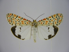Utetheisa lotrix