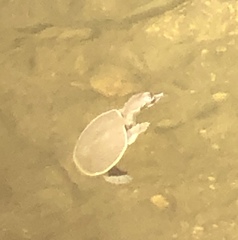 Apalone spinifera