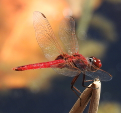 Urothemis aliena