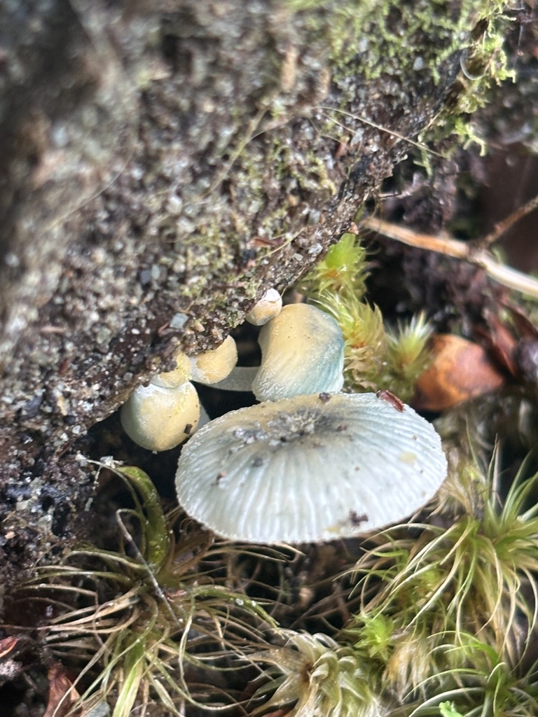 Mycena interrupta · June 2025 · photo: © jacqui66 (iNaturalist, cc-by)