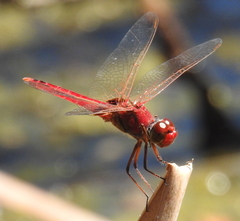 Urothemis aliena