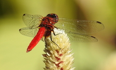 Aethriamanta circumsignata