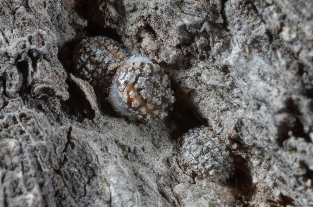 Nidularia japonica