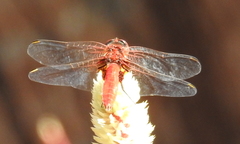 Aethriamanta circumsignata