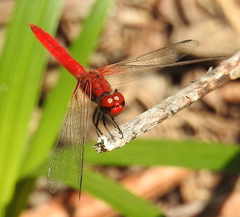 Aethriamanta circumsignata