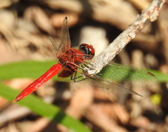 Aethriamanta circumsignata